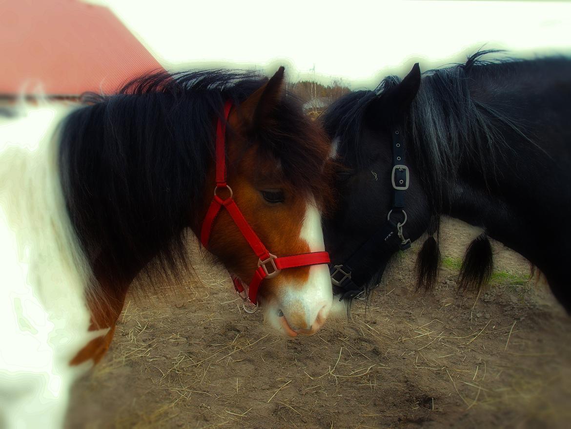 Irish Cob Caraminas Calina billede 6