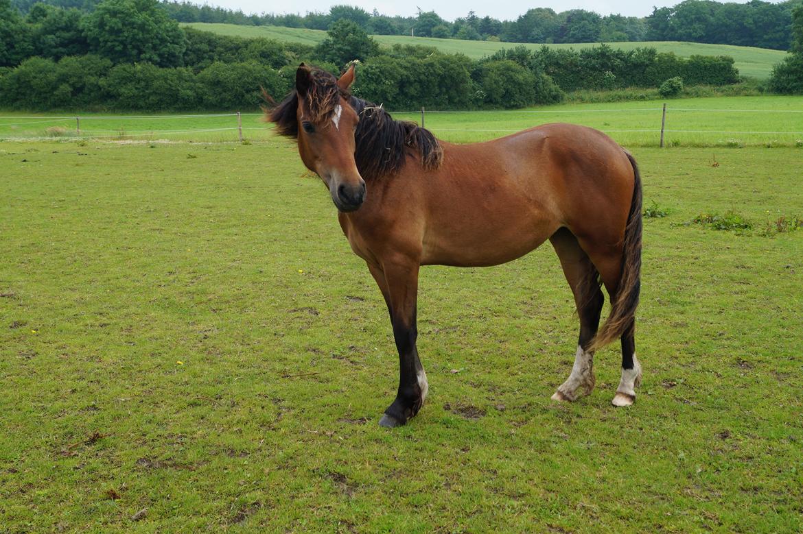 Welsh Pony af Cob-type (sec C) Mosetoftens Daisy - Hej og velkommen til Daisys profil billede 1