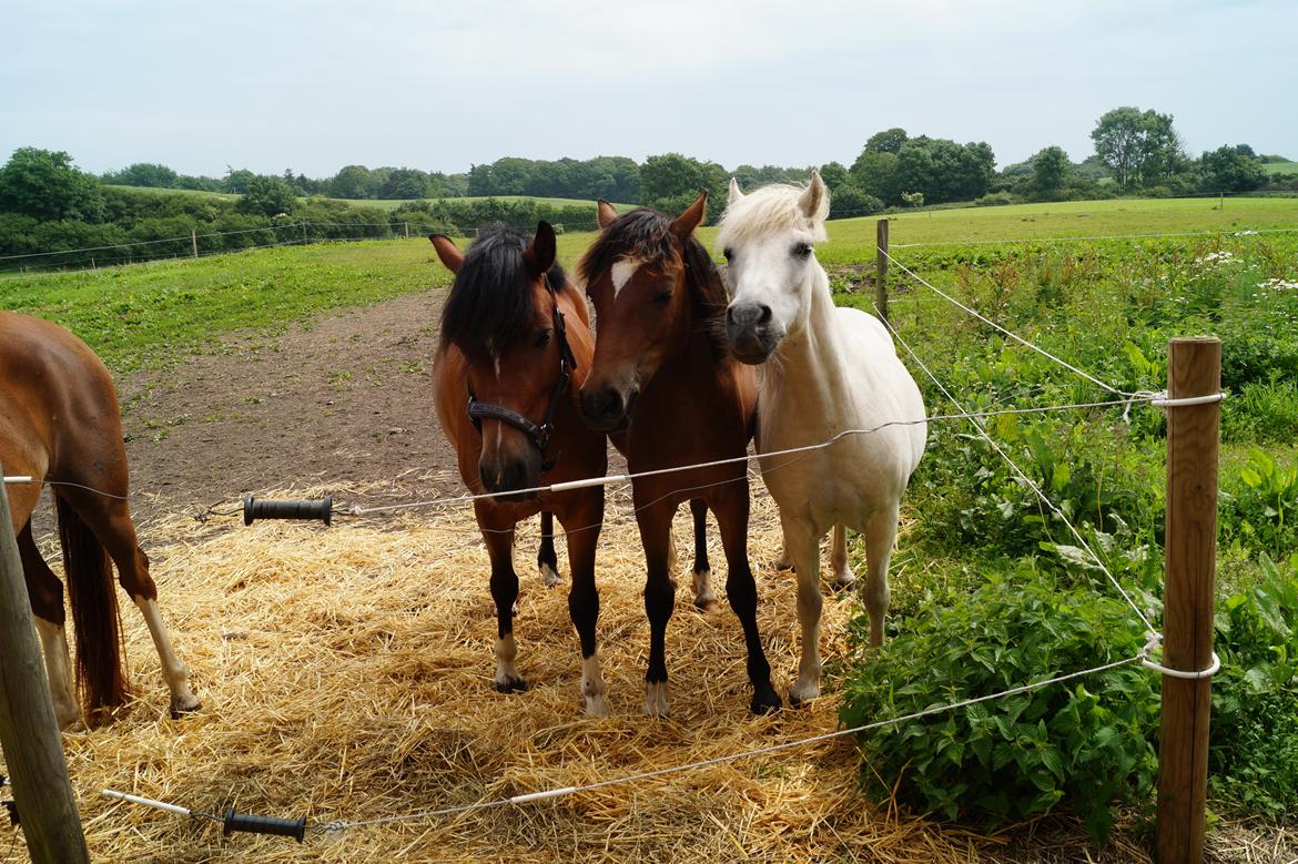 Welsh Pony af Cob-type (sec C) Mosetoftens Daisy - Lady, Daisy og Prins Silver på fold billede 3