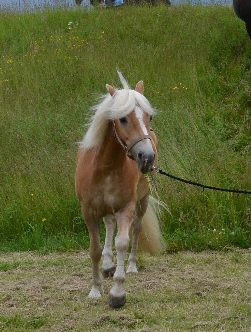 Haflinger Lille Pepsi billede 13