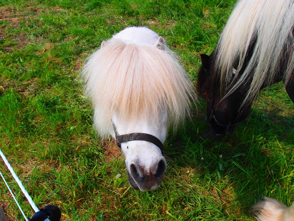 Shetlænder Samson billede 1