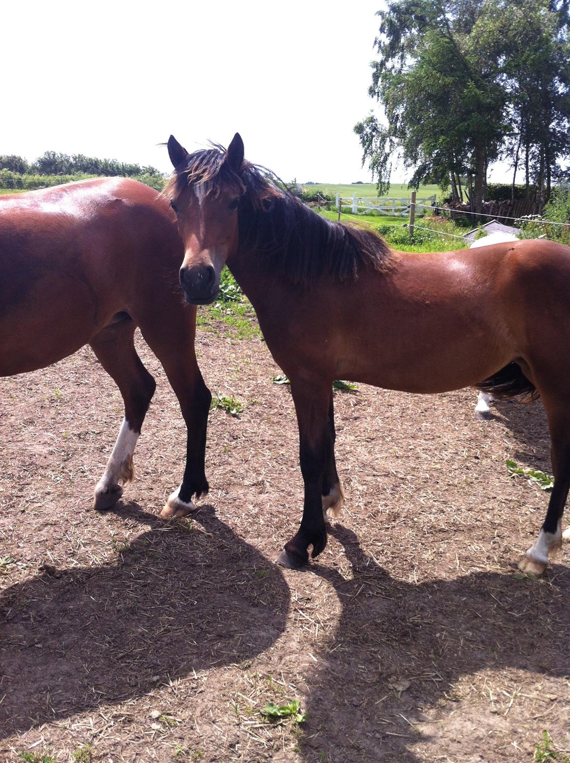 Welsh Pony af Cob-type (sec C) Mosetoftens Daisy - Dejlige Daisy billede 4