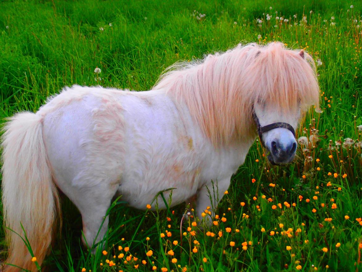 Shetlænder Samson billede 2