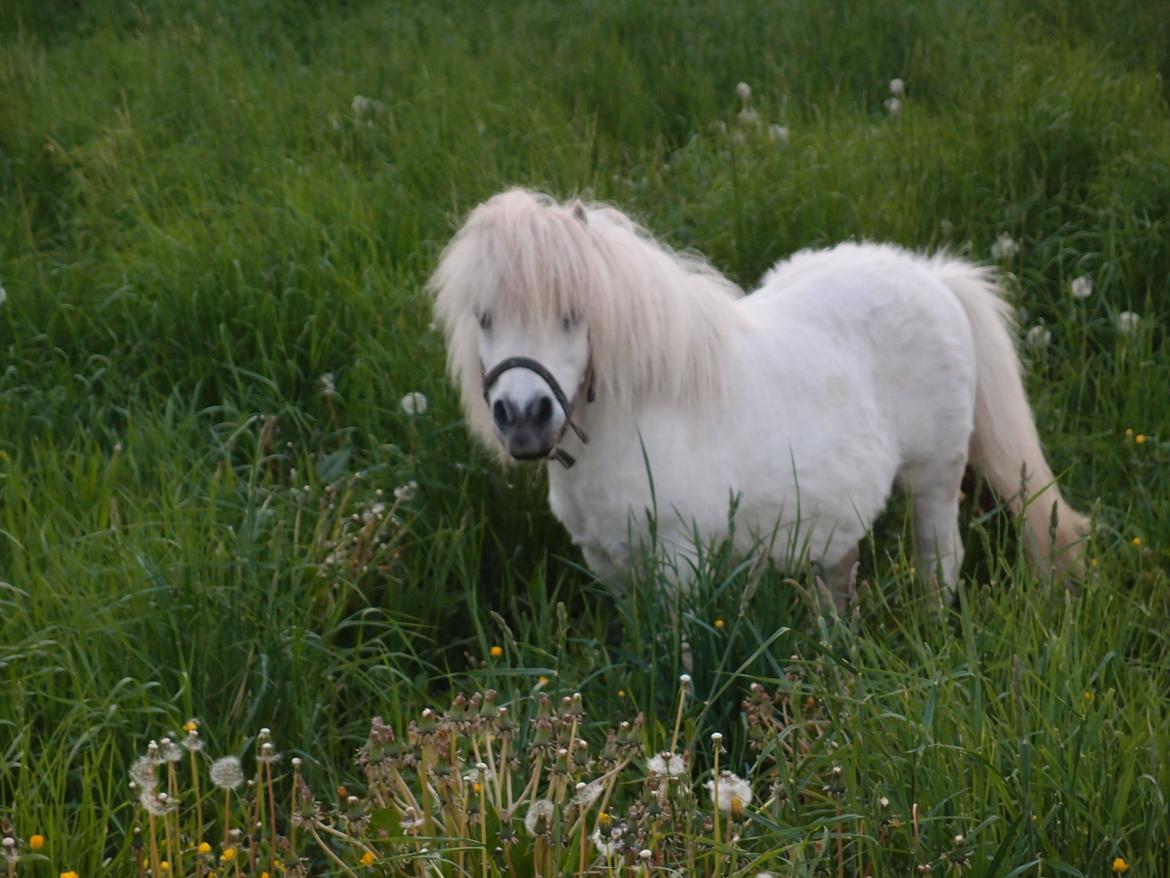 Shetlænder Samson billede 3