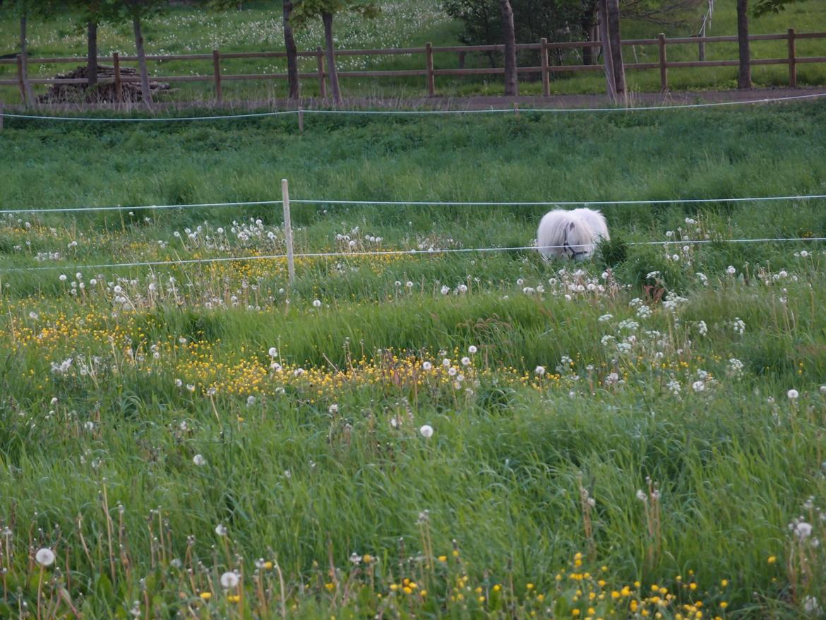 Shetlænder Samson billede 4
