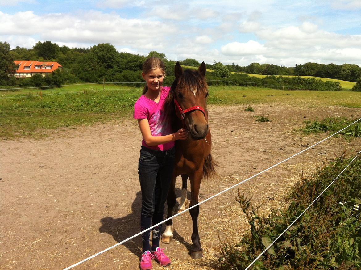 Welsh Pony af Cob-type (sec C) Mosetoftens Daisy - Vi er bare blevet rigtig gode venner :-) billede 5