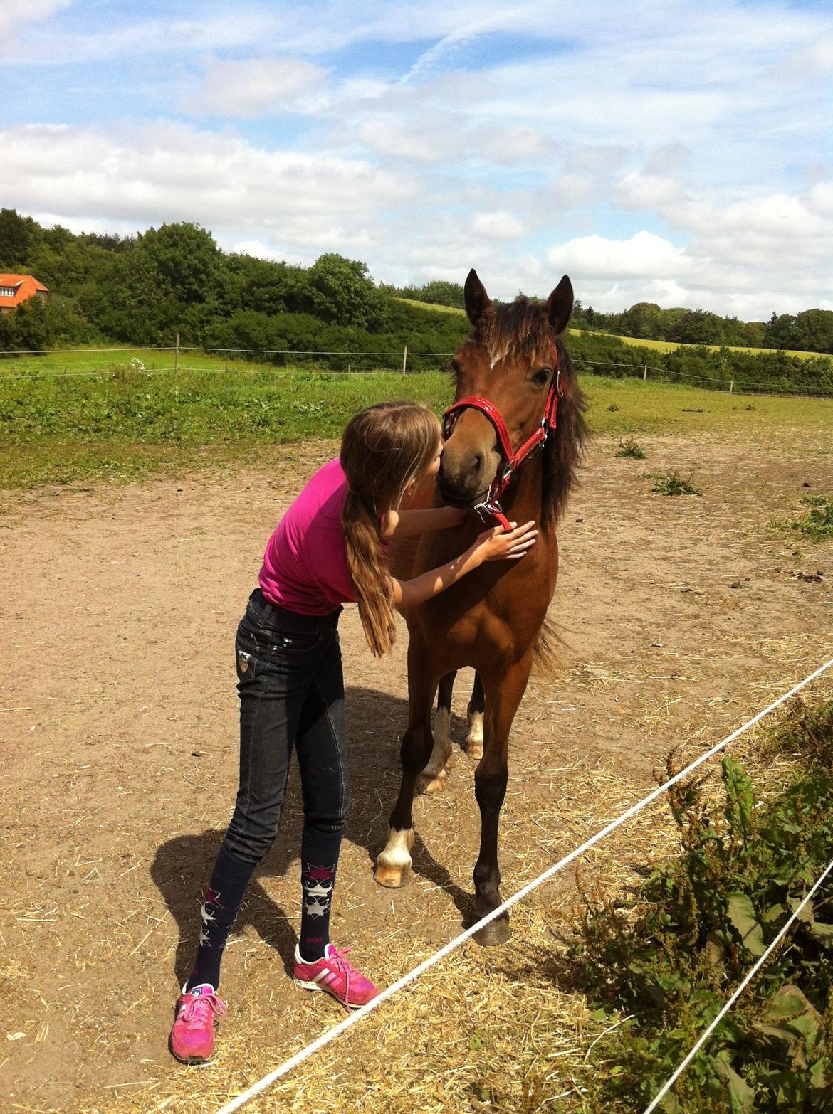 Welsh Pony af Cob-type (sec C) Mosetoftens Daisy - Kys kys billede 6