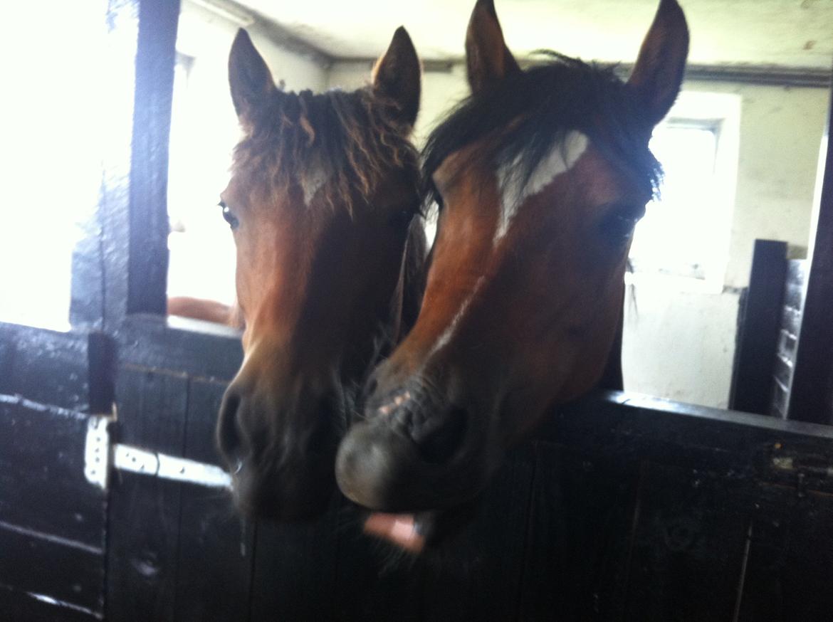 Welsh Pony af Cob-type (sec C) Mosetoftens Daisy - Daisy i stalden med sin mor billede 7