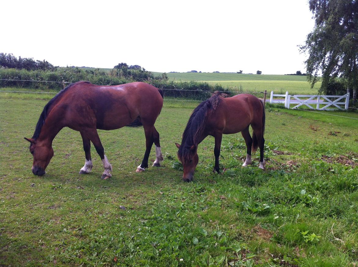 Welsh Pony af Cob-type (sec C) Mosetoftens Daisy - Daisy græsser sammen med Lady :-) billede 9