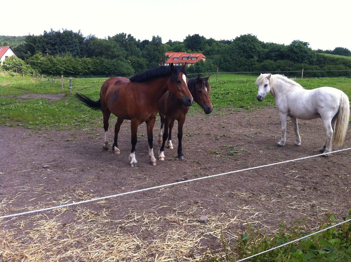 Welsh Pony af Cob-type (sec C) Mosetoftens Daisy - Mor og datter - Prins Silver følger godt med ;-) billede 11