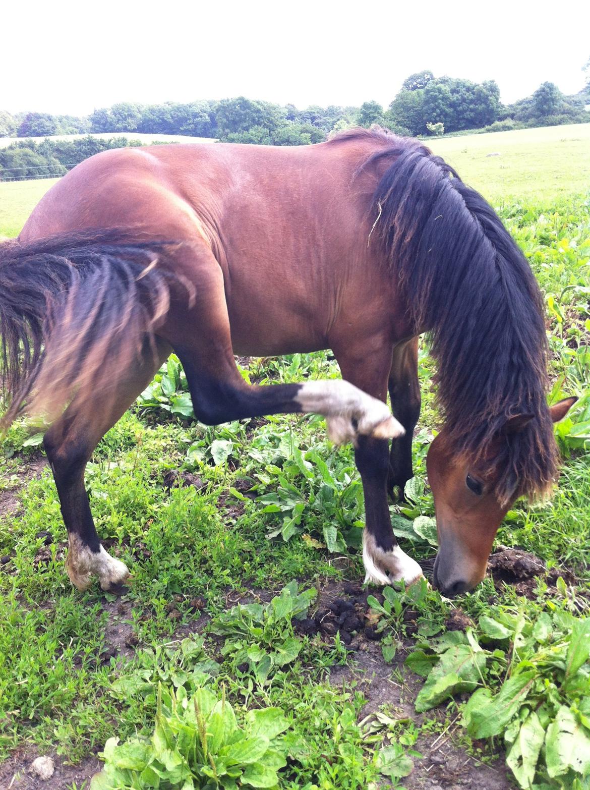 Welsh Pony af Cob-type (sec C) Mosetoftens Daisy - Ej, hvor det bare klør!! billede 12