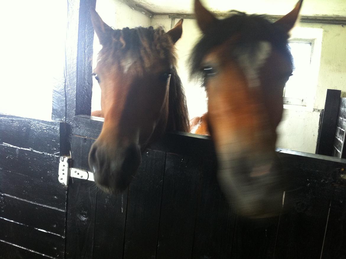 Welsh Pony af Cob-type (sec C) Mosetoftens Daisy billede 13