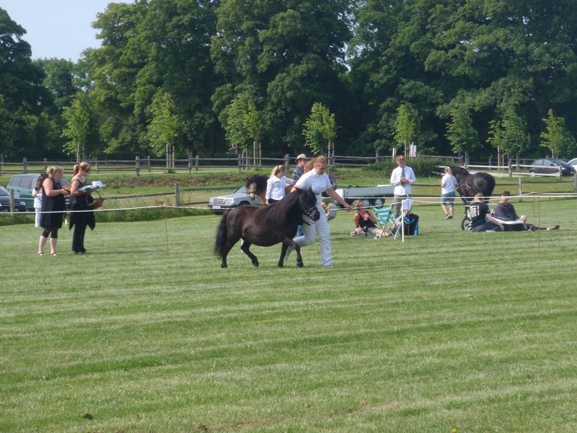 Shetlænder Mosbækmindes Jasmin - For fun 1013 billede 18