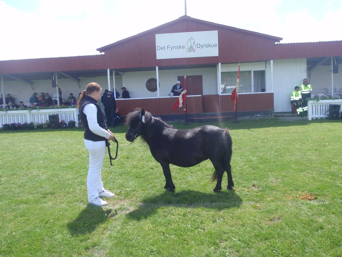 Shetlænder Mosbækmindes Jasmin - Det fynske dyrskue 2013 billede 19