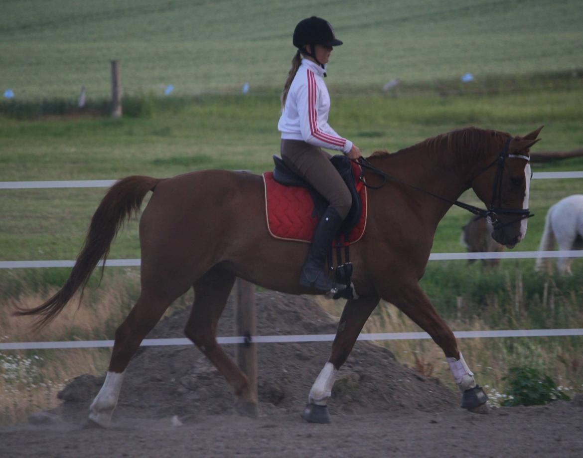 Anden særlig race Champ billede 2