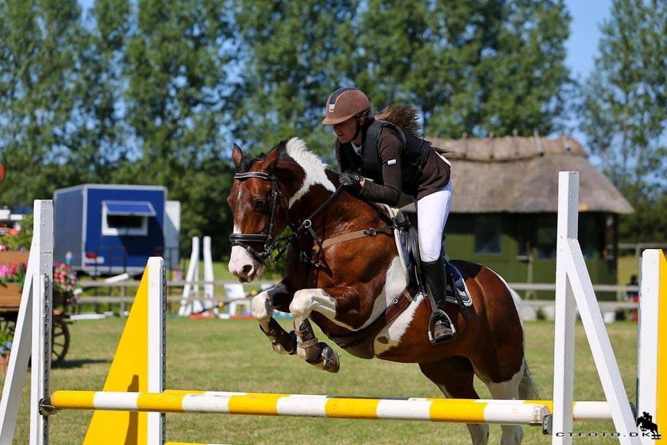 Irsk Sportspony Maglebjergs Miss Heaven B- pony billede 1