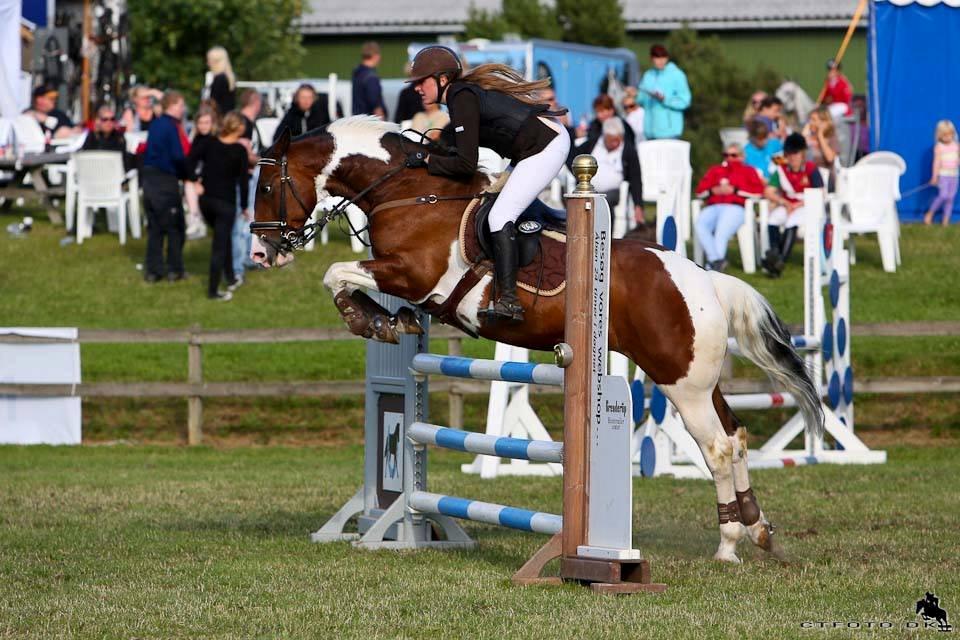 Irsk Sportspony Maglebjergs Miss Heaven B- pony billede 4