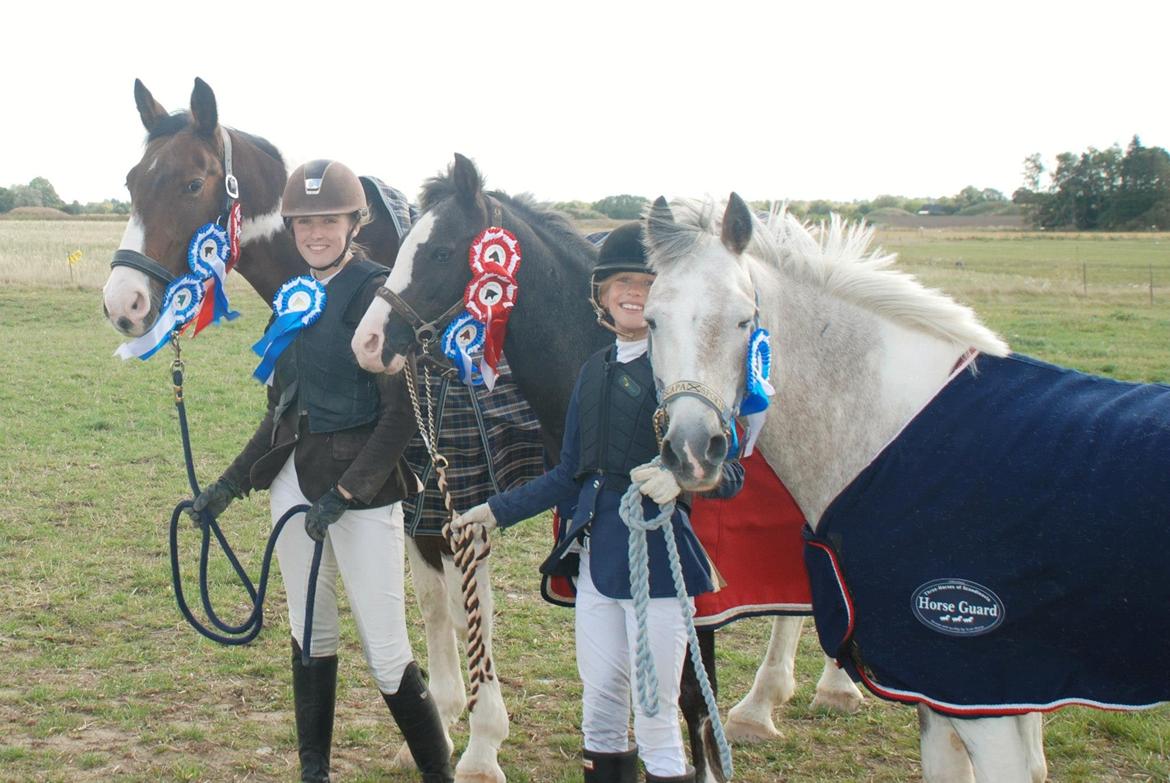 Irsk Sportspony Maglebjergs Miss Heaven B- pony billede 5