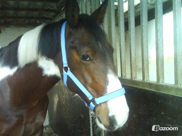 Irsk Sportspony Maglebjergs Miss Heaven B- pony billede 8