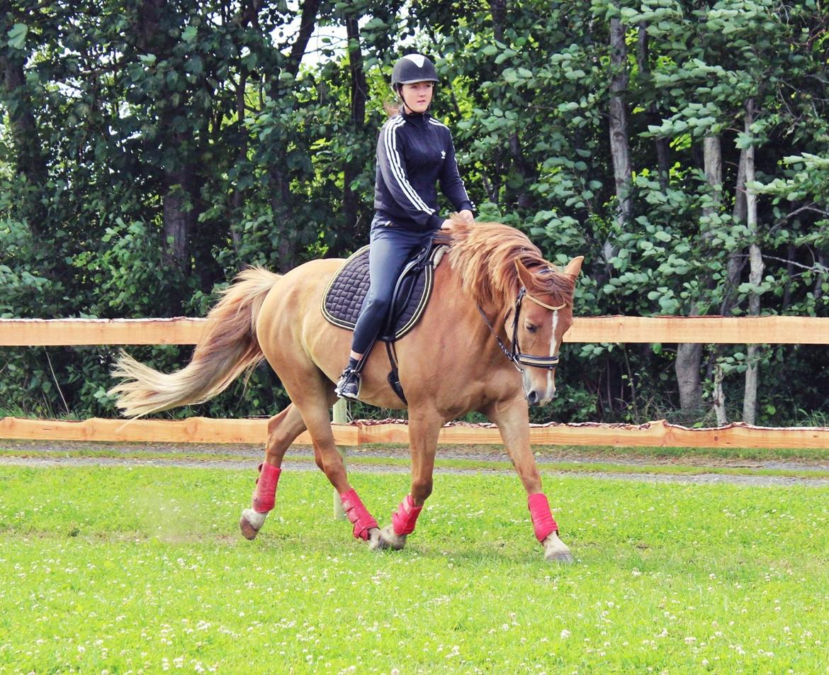 Hollandsk Sportspony Baloubet  *SOLGT* - Da jeg var nede at prøve ham d. 14. Juli 2013 efter at have solgt ham til Emma. Dejligt gensyn! elsker den pony! billede 18