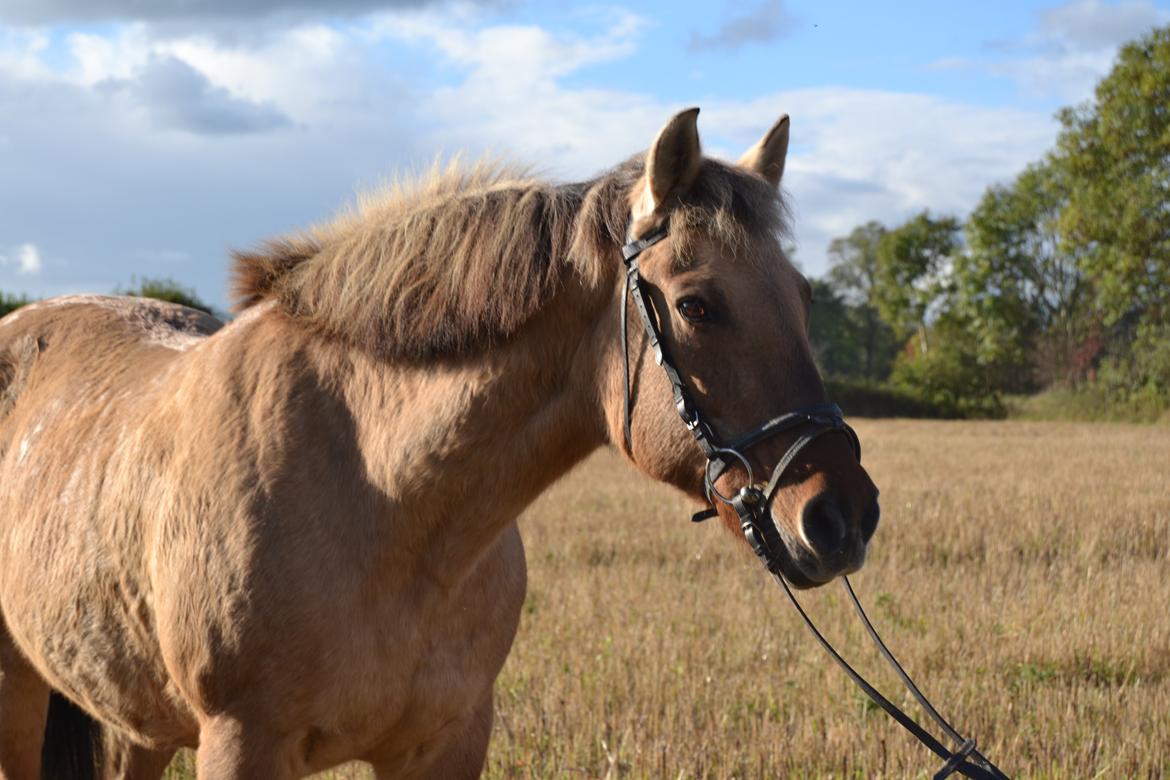 Anden særlig race Tikka billede 18