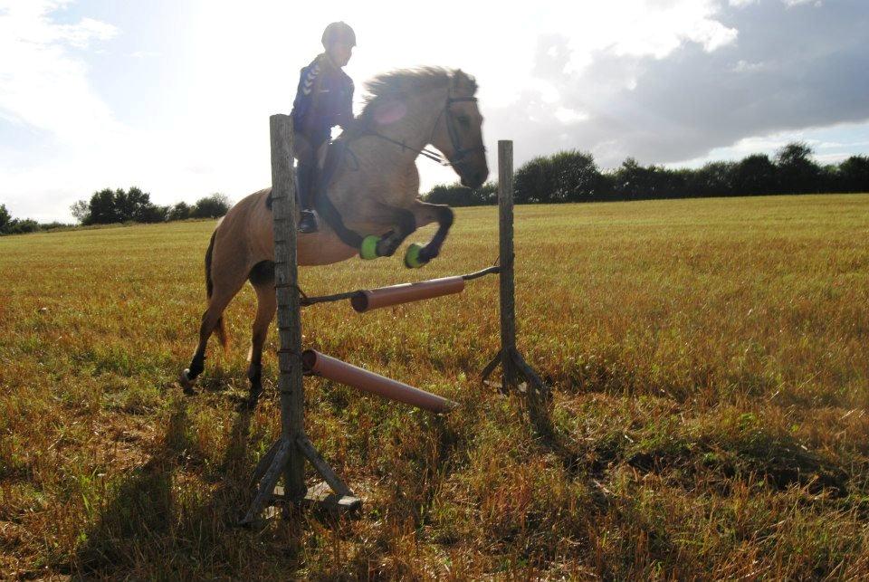 Anden særlig race Tikka billede 19