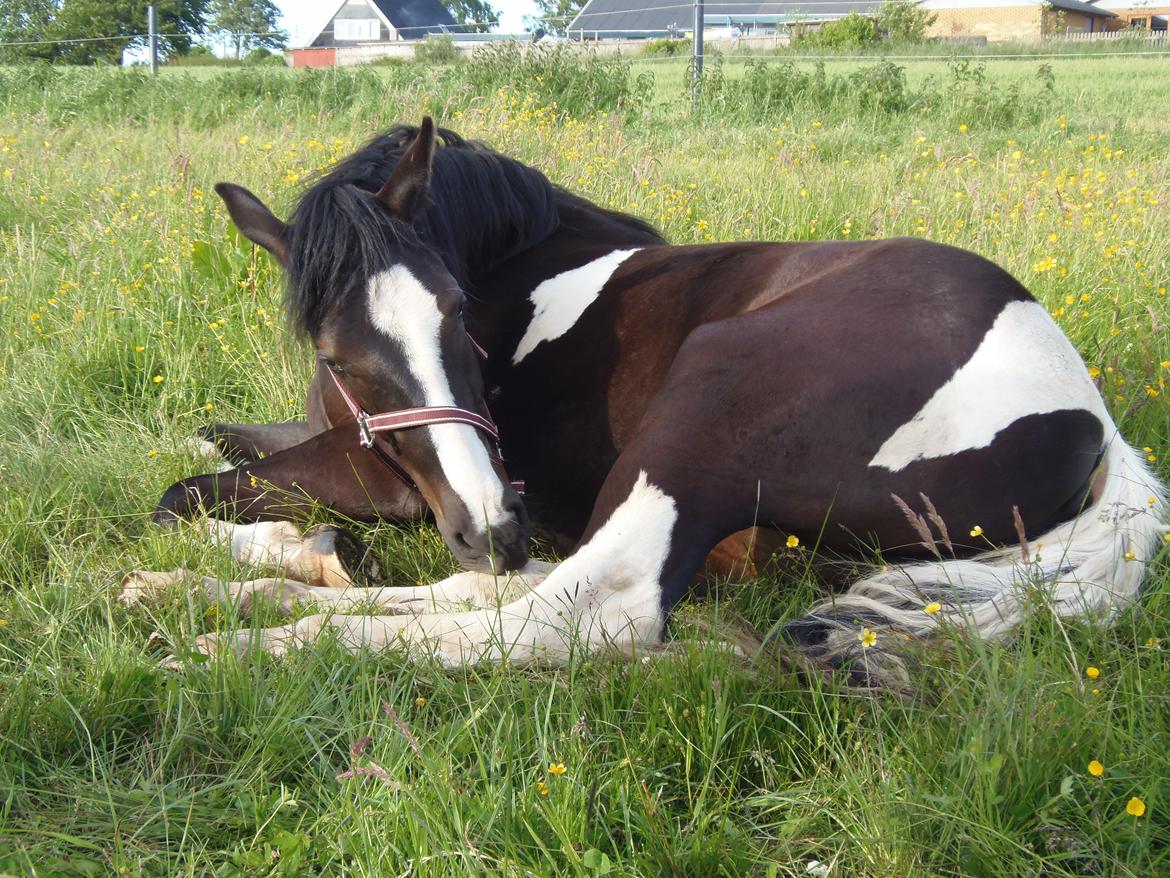 Anden særlig race HM's Bentley Oscar Vad billede 1