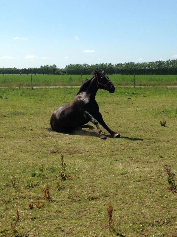 Oldenborg | Chess - Prinsessen & Min Soulmate - R.I.P  billede 13