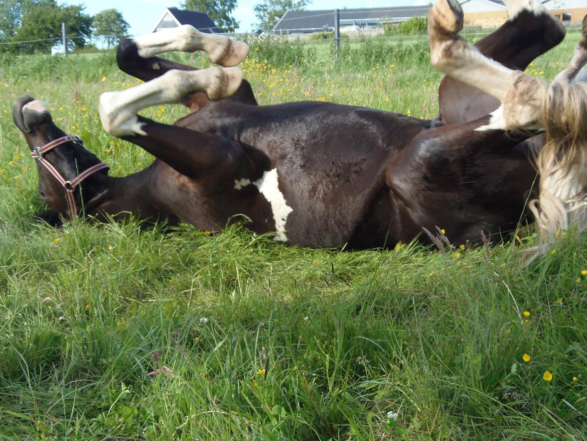 Anden særlig race HM's Bentley Oscar Vad billede 5