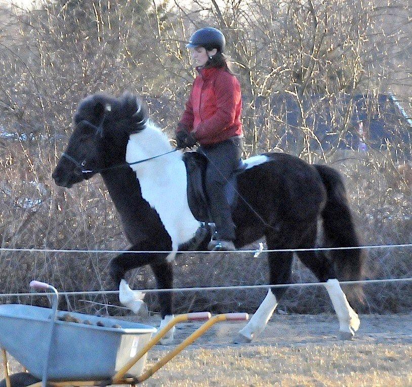 Islænder Geysa fra Grønnestrand - Rytter er avler af Geysa billede 8