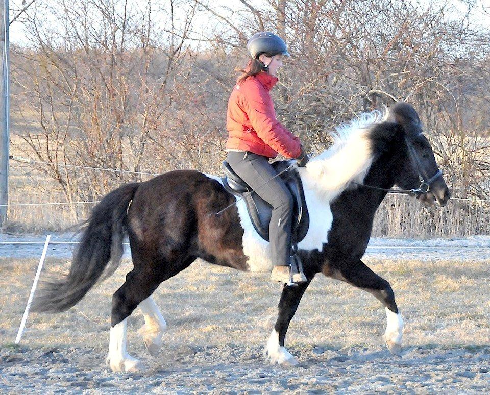 Islænder Geysa fra Grønnestrand - Rytter er avler af Geysa billede 10