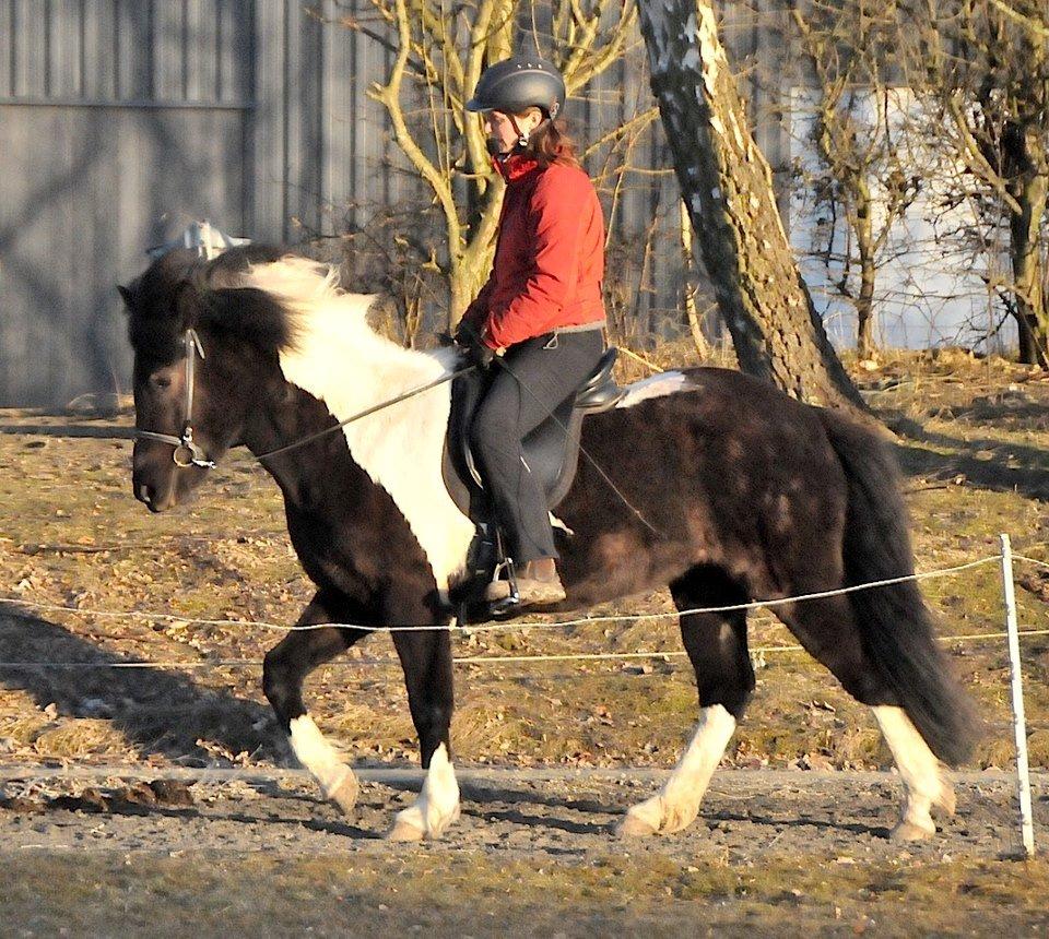 Islænder Geysa fra Grønnestrand - Rytter er avler af Geysa billede 11