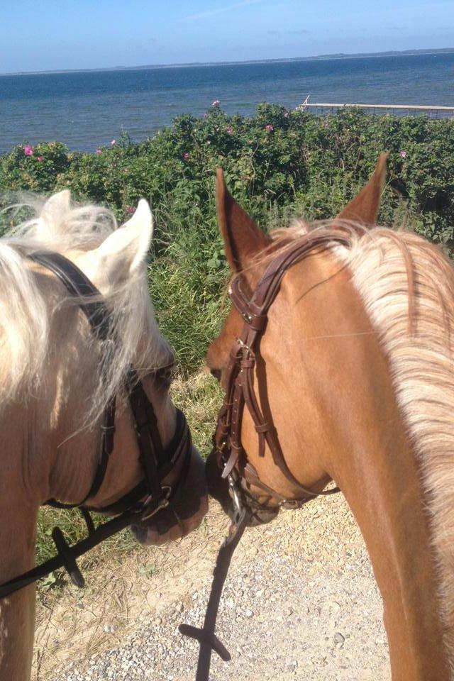 Welsh Pony af Cob-type (sec C) Rosengårdens nathowra - Goldie & Morgan! <33 billede 4