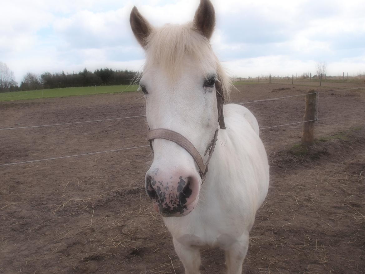 Anden særlig race Snehvide billede 10