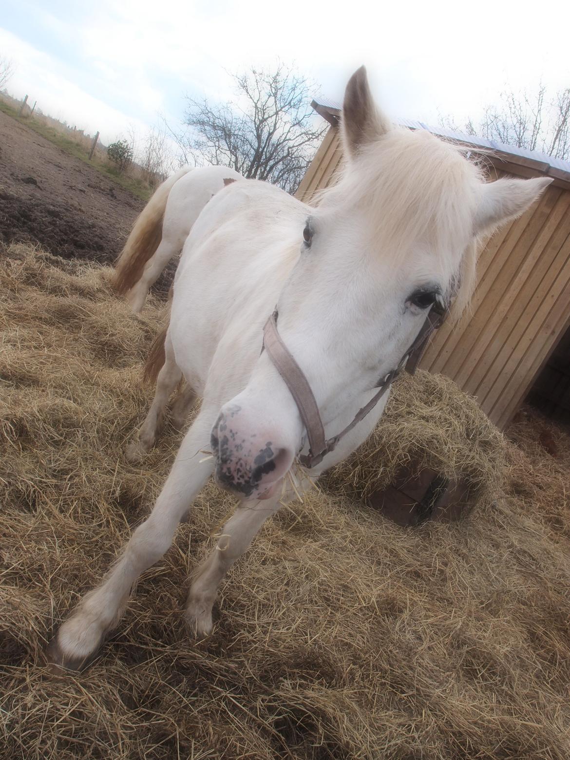 Anden særlig race Snehvide billede 12