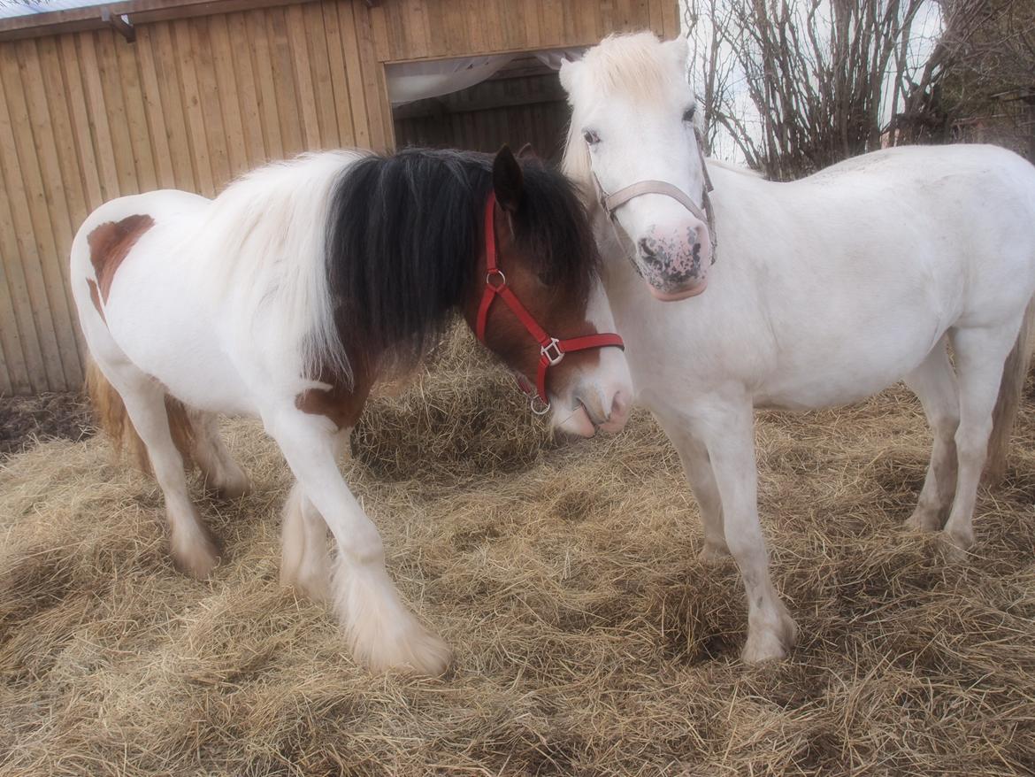 Anden særlig race Snehvide billede 14