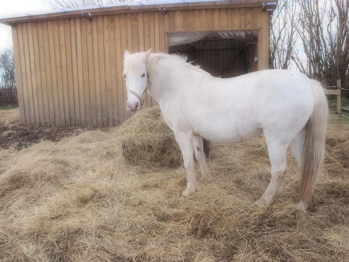 Anden særlig race Snehvide billede 8