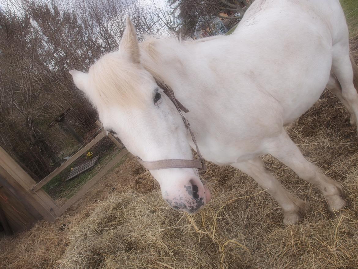 Anden særlig race Snehvide billede 5