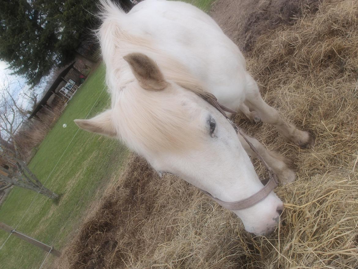 Anden særlig race Snehvide billede 15