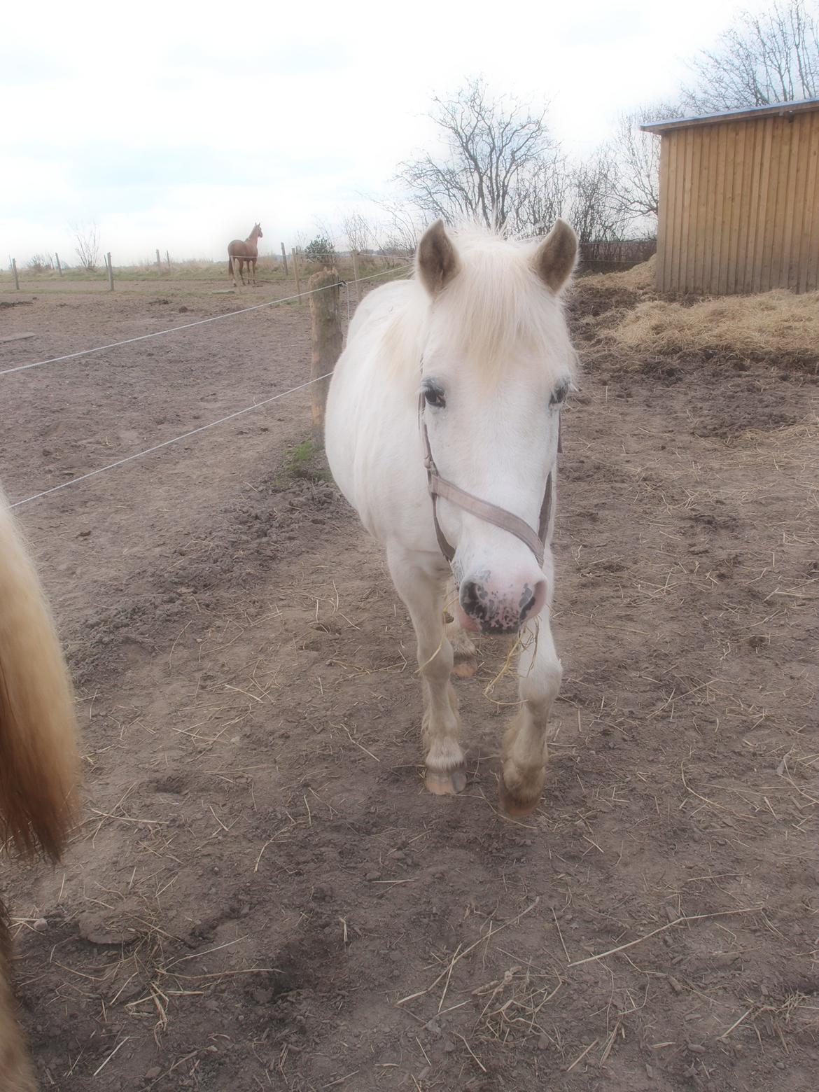 Anden særlig race Snehvide billede 17