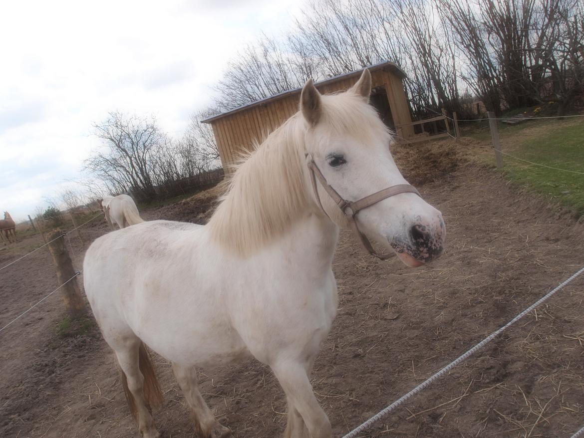 Anden særlig race Snehvide billede 18