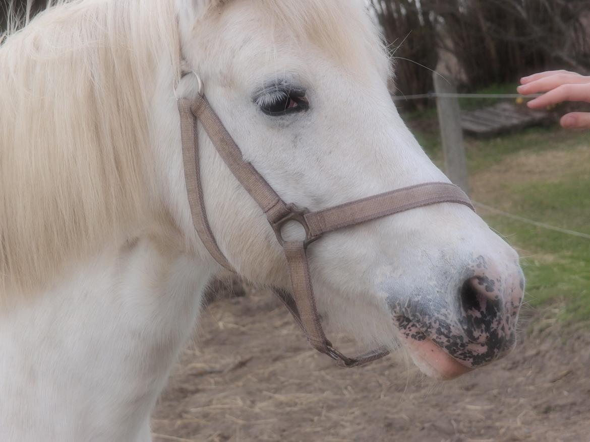 Anden særlig race Snehvide billede 19