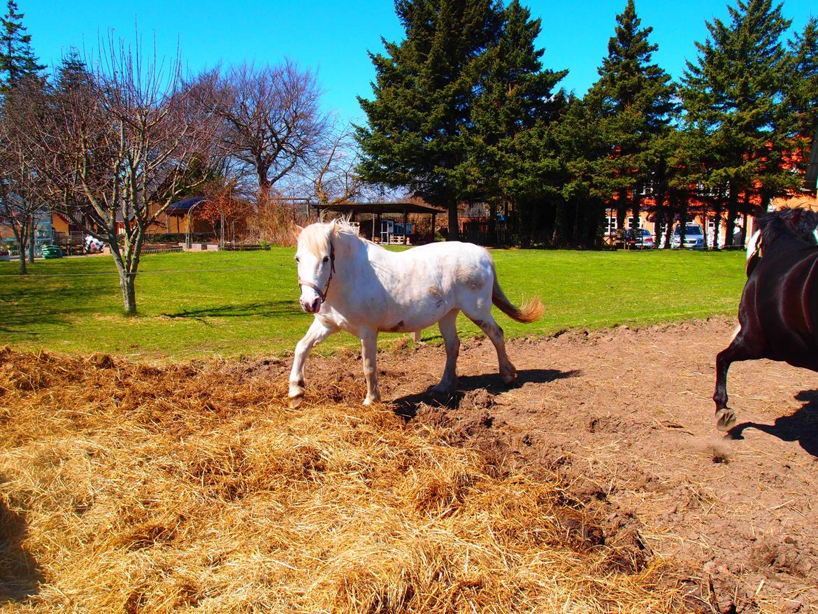 Anden særlig race Snehvide billede 11