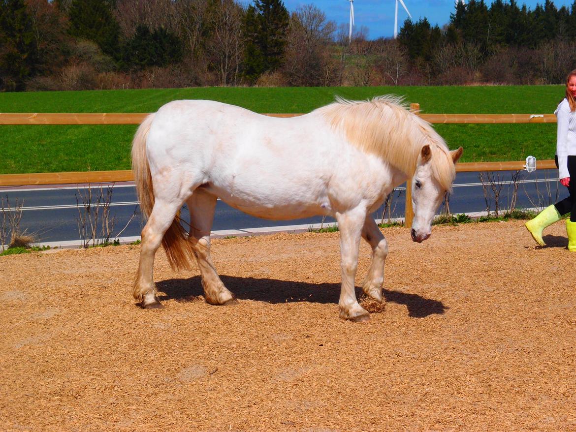 Anden særlig race Snehvide billede 2