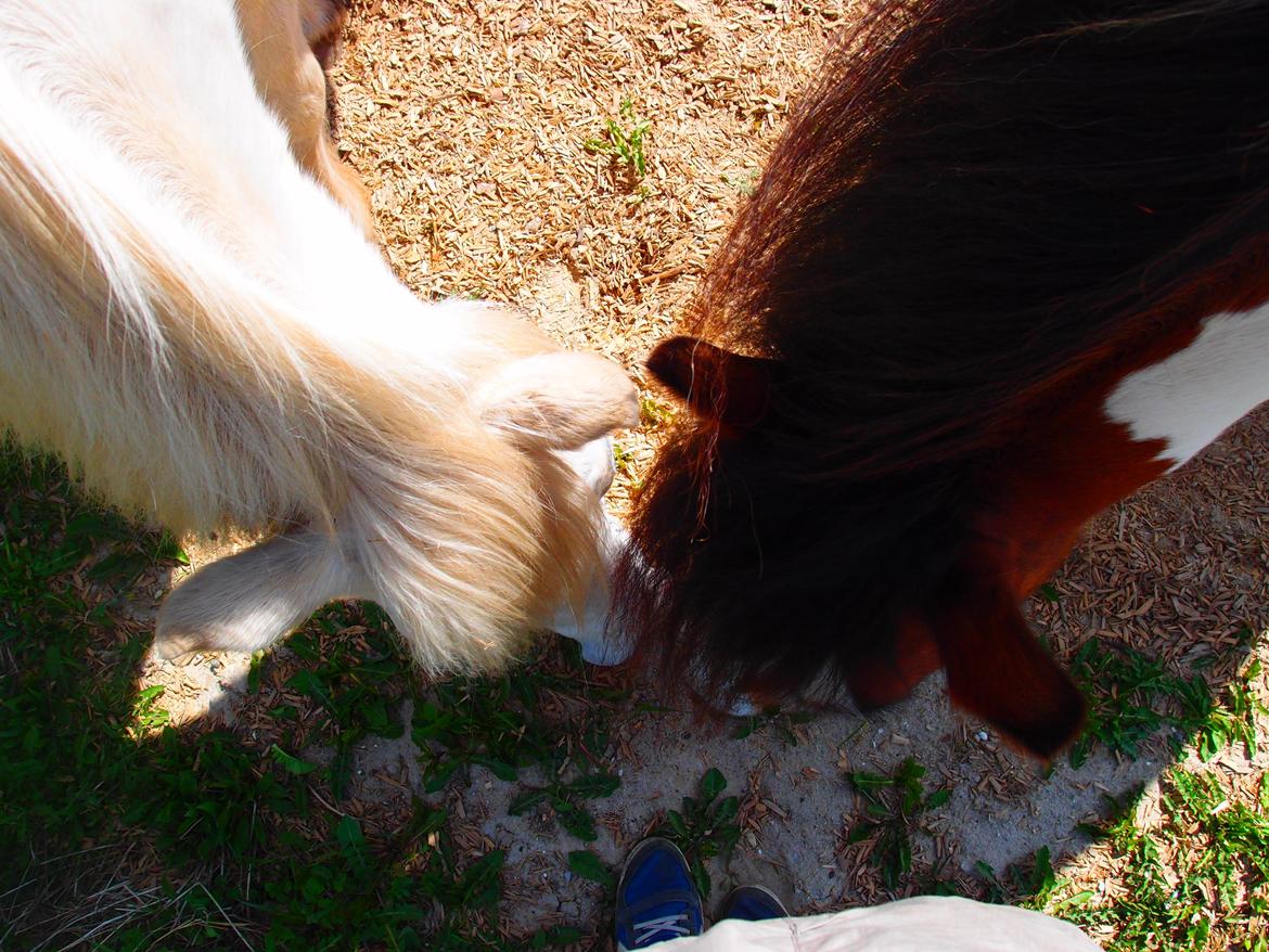 Anden særlig race Snehvide billede 6