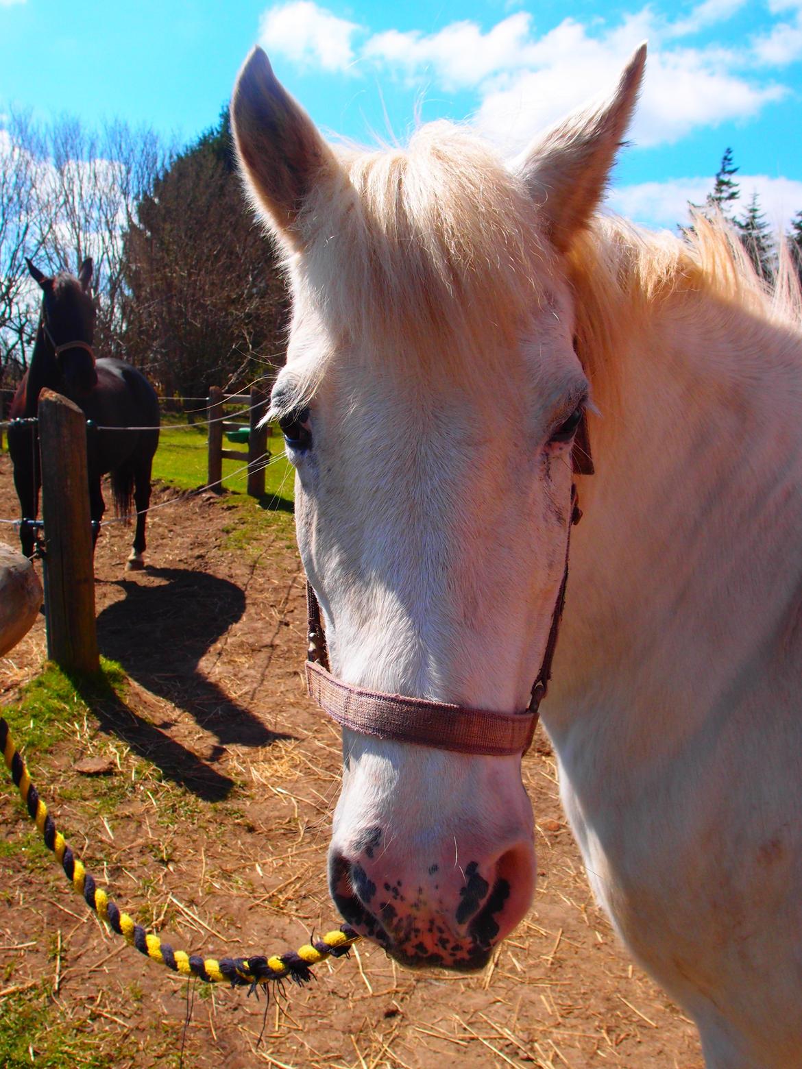 Anden særlig race Snehvide billede 13