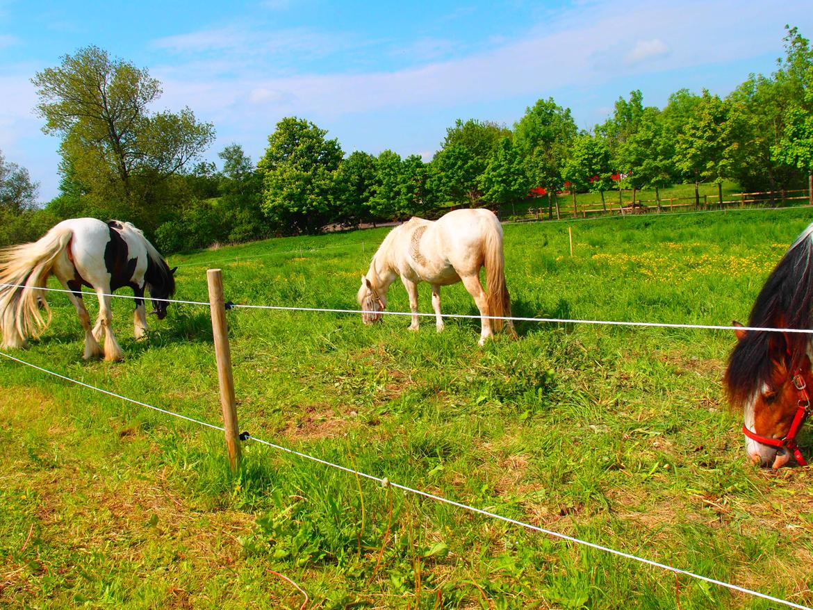 Anden særlig race Snehvide billede 20