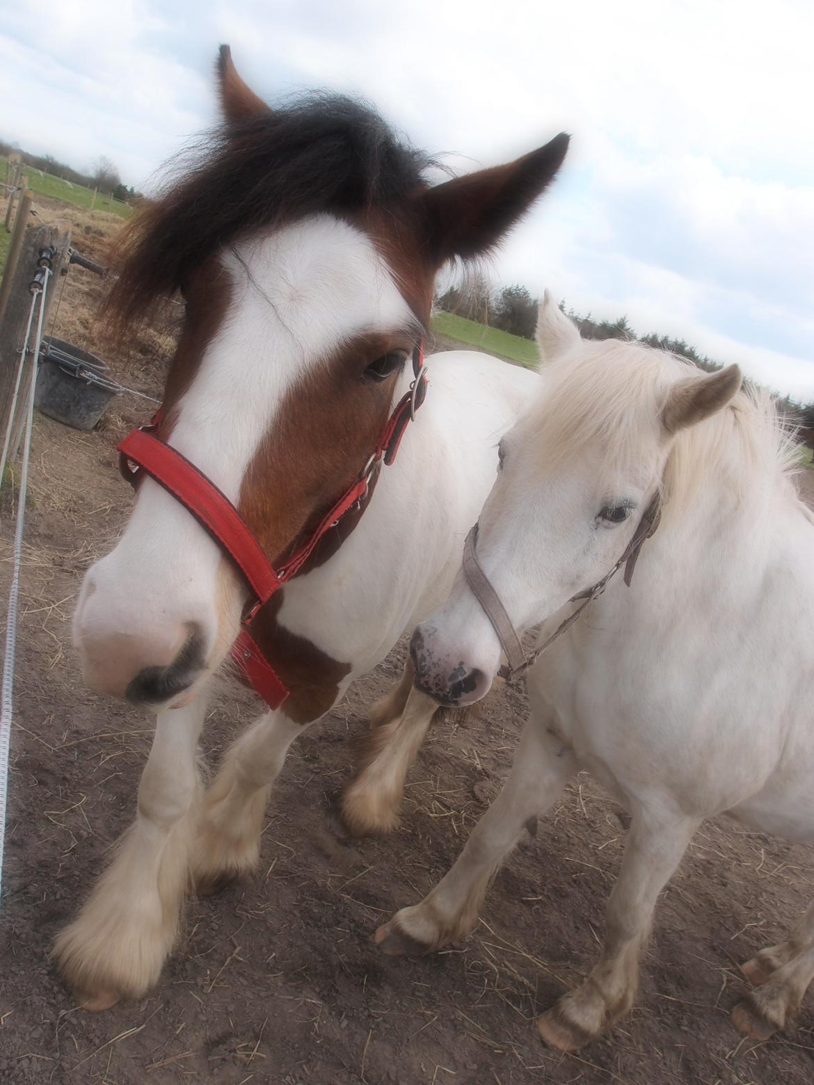 Irish Cob Caraminas Calina billede 9