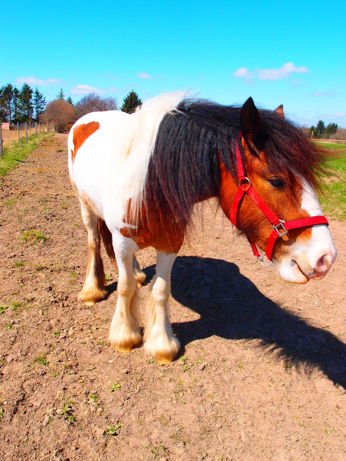 Irish Cob Caraminas Calina billede 10