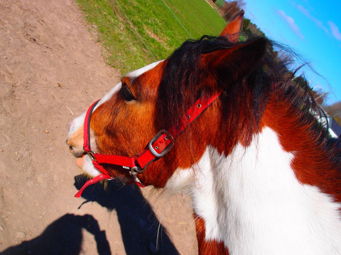 Irish Cob Caraminas Calina billede 11